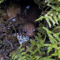 門倉novc（あっき～）