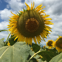 みらいのミライ