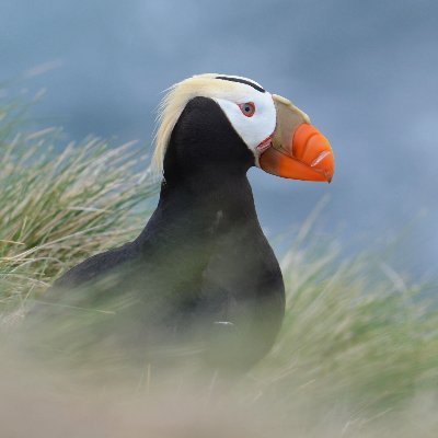 Marine Bird Science and Conservation
