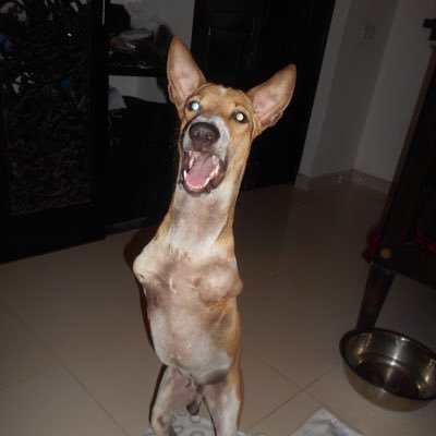 Tommy Tucker from Animal SOS Sri Lanka