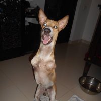 Tommy Tucker from Animal SOS Sri Lanka