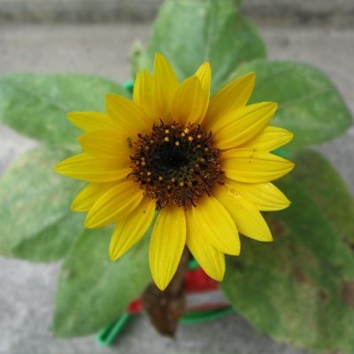 目標は月イチ休肝日