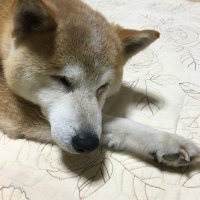 アイルスコット