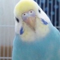 インコ