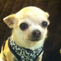 Frau Preuss 📯🪣🌈🇪🇺🇩🇪🇨🇭🇸🇪