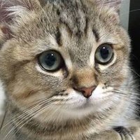 🥚ゆでたまご🐾🐾