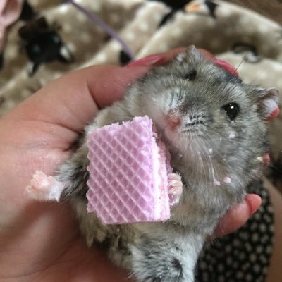 なお＠ねこまんま