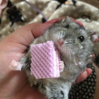 なお＠ねこまんま