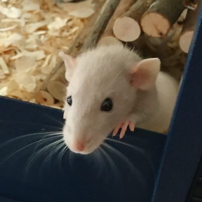 Elisabeth🟣⚪🟢🇺🇦🇮🇱🇮🇷