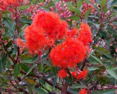 Georgina Siri 🐨🦘