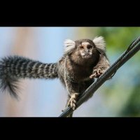 Ouistiti du paris 🐒