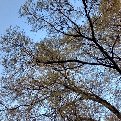 Scilla🇮🇹🇮🇱