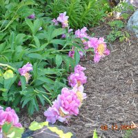 Nature and Walk Stv1