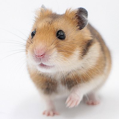 メガネのシオジリ旭川店　店長