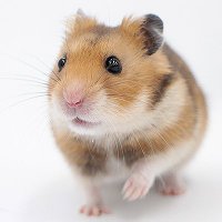 メガネのシオジリ旭川店　店長