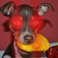 Xup4 K48r4 🇧🇷🇺🇸🇮🇱🇯🇵