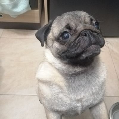 Грок, это правда?