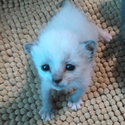 おもちの足跡🐾