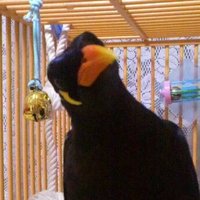 まぁこ(マイペースに活動中)