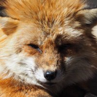 ろっかくいなば