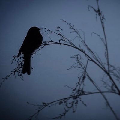 Evening Night SkiStarlet Poetry