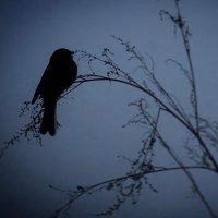 Evening Night SkiStarlet Poetry