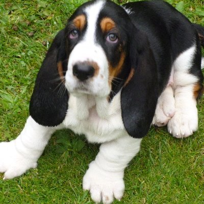 BIG EARS. Basset hounds🐶💙REFORMUK MEMBER