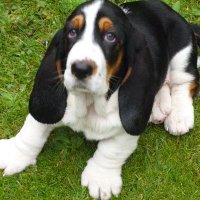 BIG EARS. Basset hounds🐶💙REFORMUK MEMBER