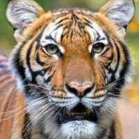 たろちゃんやすめ🌴❣️一律給付金+消費税廃止📣✨