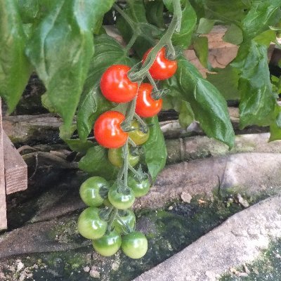 yTomato
