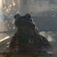 Boewleon🏴󠁧󠁢󠁥󠁮󠁧󠁿