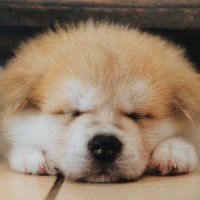 ほっちゃり隊員(関東おでん・ちくわ部）