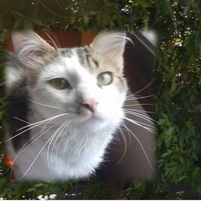 Marcie McKenna SG1 💛🐱