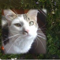 Marcie McKenna SG1 💛🐱