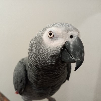 Toby the Parrot