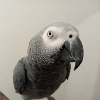 Toby the Parrot