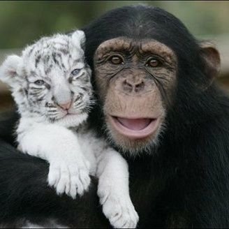 αиιмαℓ ℓσνєя