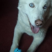 Norma Rigg 🇪🇺 🇮🇪 🇺🇸 🇬🇧