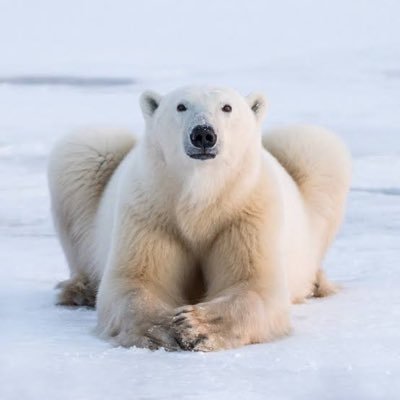 The Arctic President (FurReal)