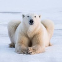 The Arctic President (FurReal)