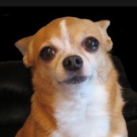 Cleo 🌈 of Hellbeasts