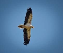 Aufrany Dela Muntanya