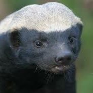 T.K. Whalen 🇺🇸 This is MY fucking country!