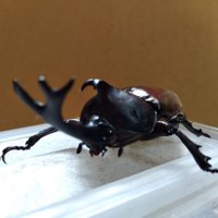 メンヘラ中《不安症》