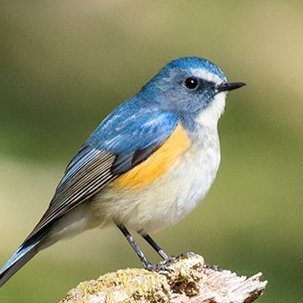 【ソフィ心理研究所】広報担当－六本木カウンセリングルーム