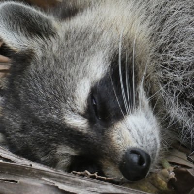 Timothy Patrick 🇺🇸