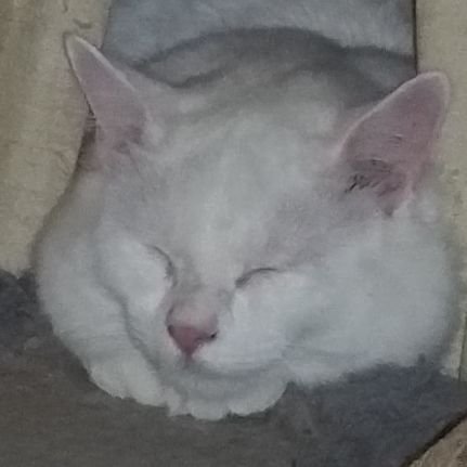 Scamper 🇺🇸🇺🇸🇺🇸