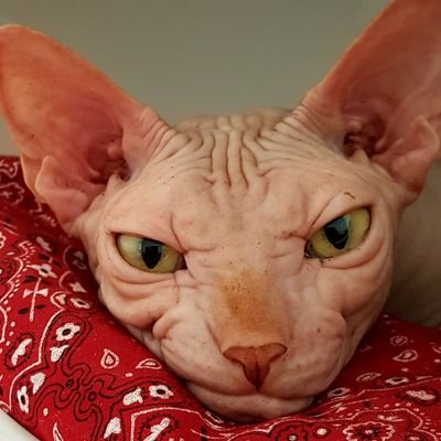 Didi Carabeena - 1 Deusa, 1 louca, 1 feiticeira.