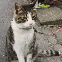八王子市・迷子猫【ナツ】を探しています🔍️