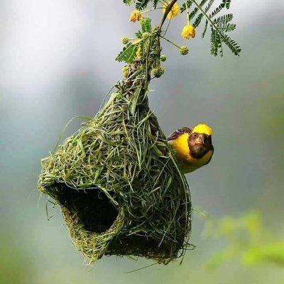 Ikram | HealthChoice Essential